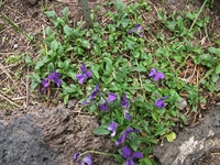 ova Gussonea-Viola aetnensis 20110529 146